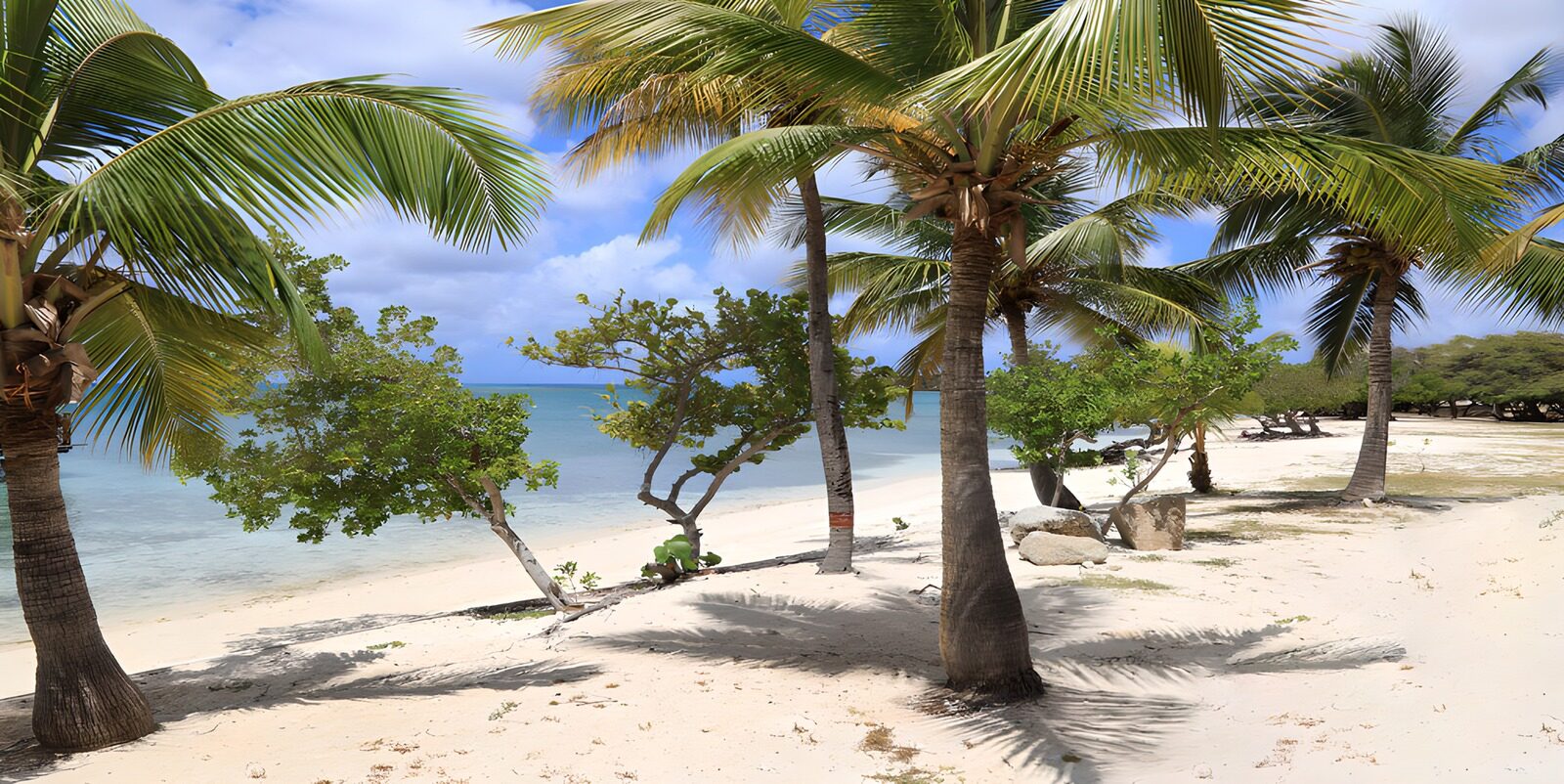Tropical Paradise by the Shore