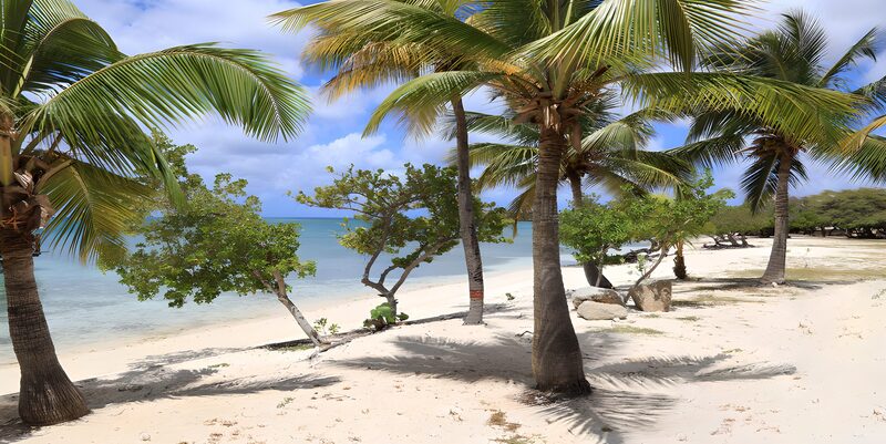 Tropical Paradise by the Shore