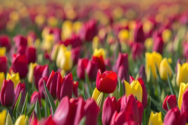 Vibrant Tulip Field in Full Bloom