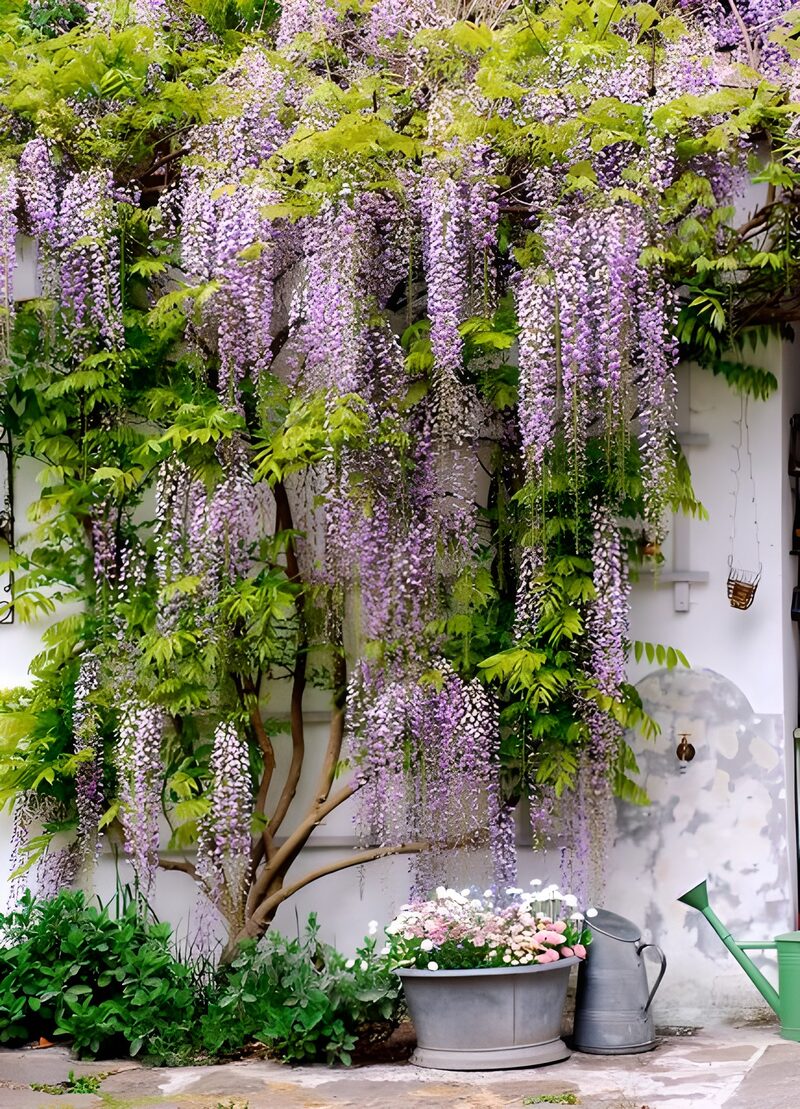 Blooming Wisteria in Garden Serenity