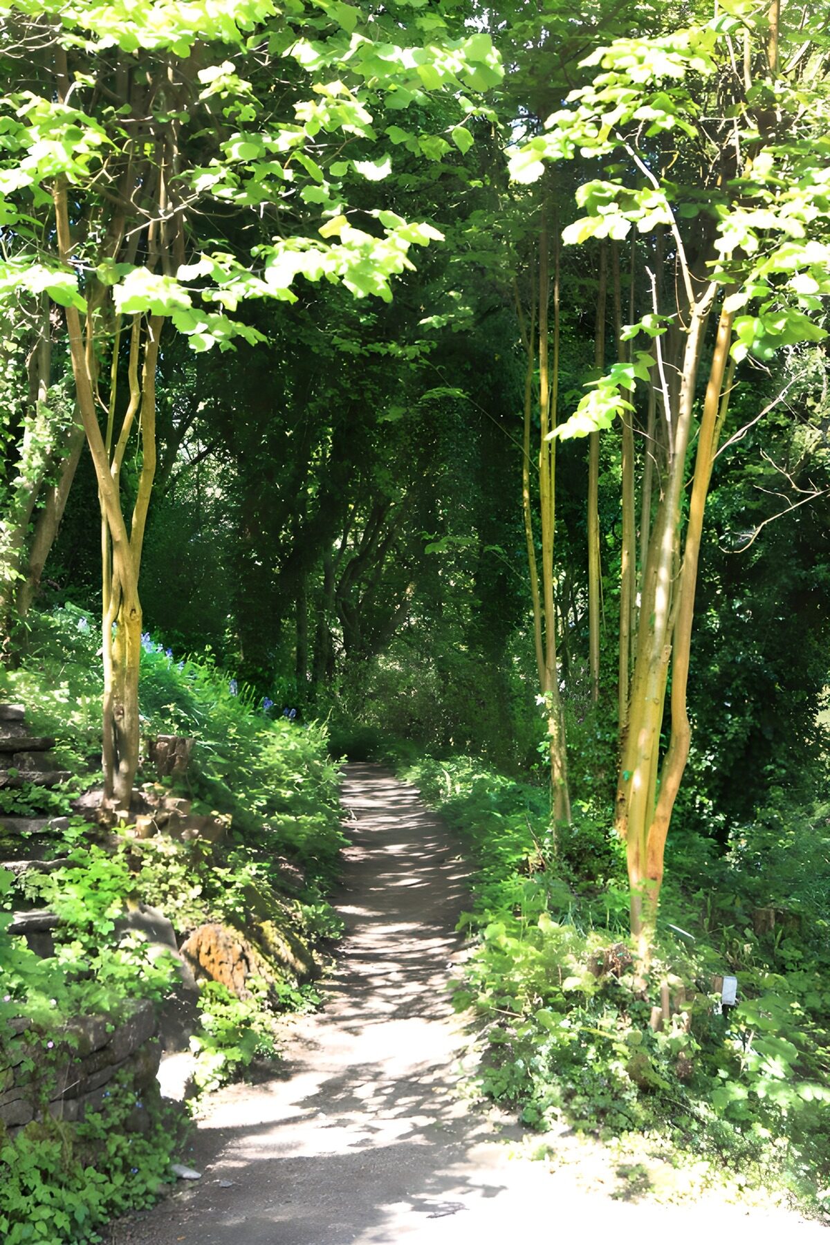 Serene Forest Pathway