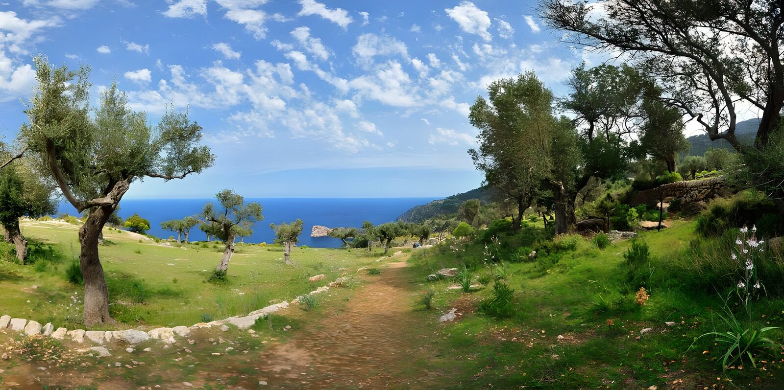 Serene Olive Grove by the Sea