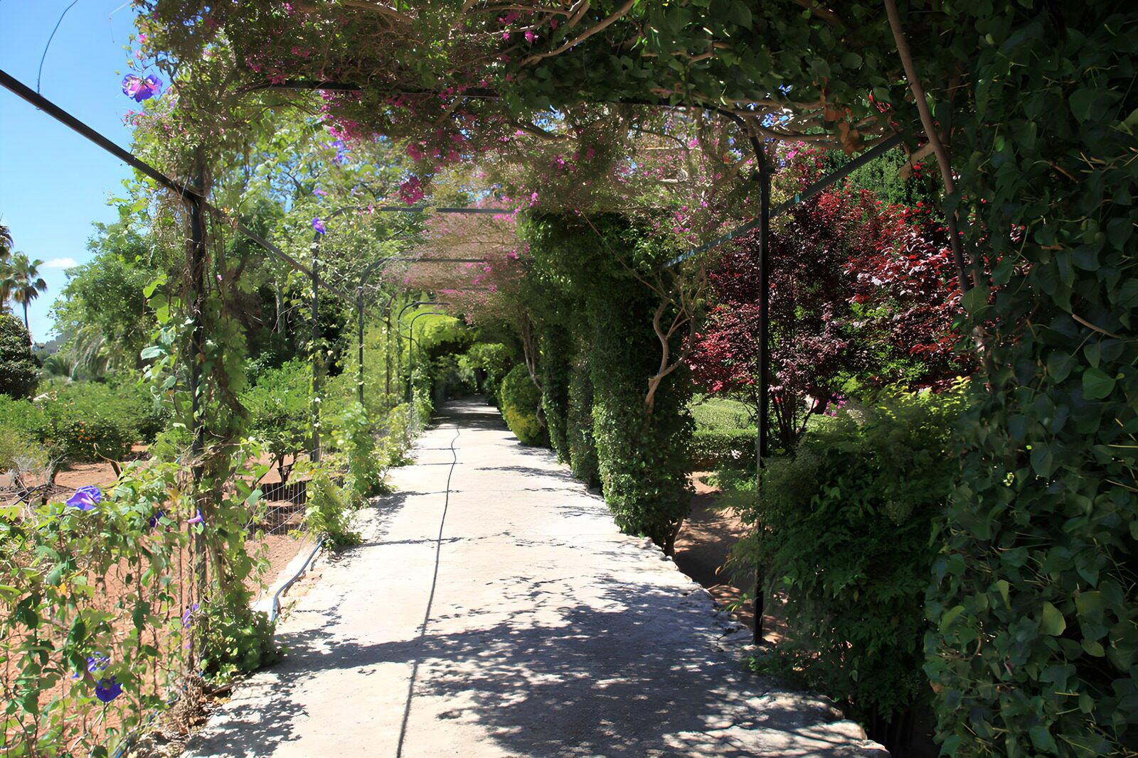Lush Garden Pathway Under Vines