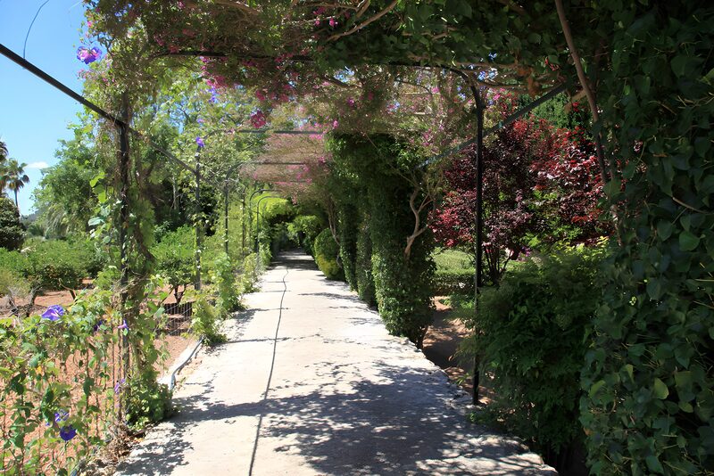 Lush Garden Pathway Under Vines
