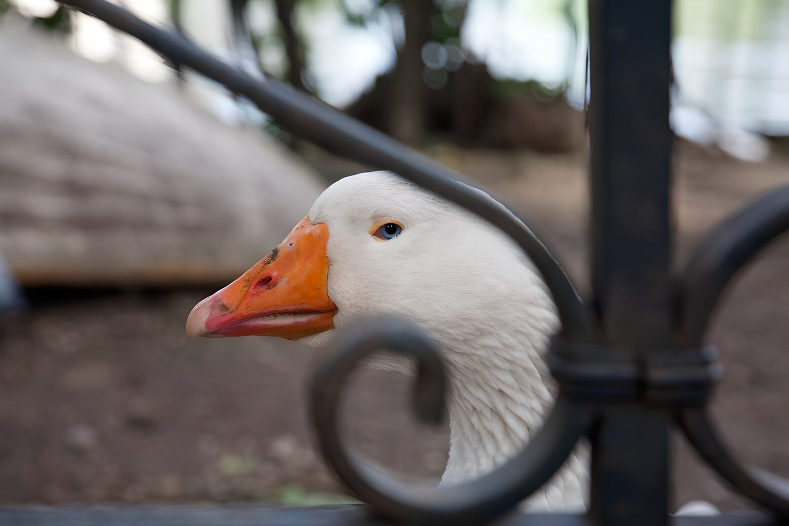 Curious Goose Behind the Gate