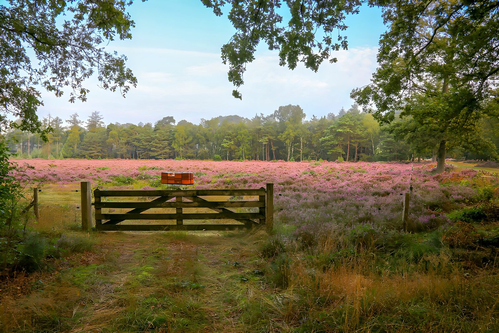 Tranquil Heather Field at the Gate