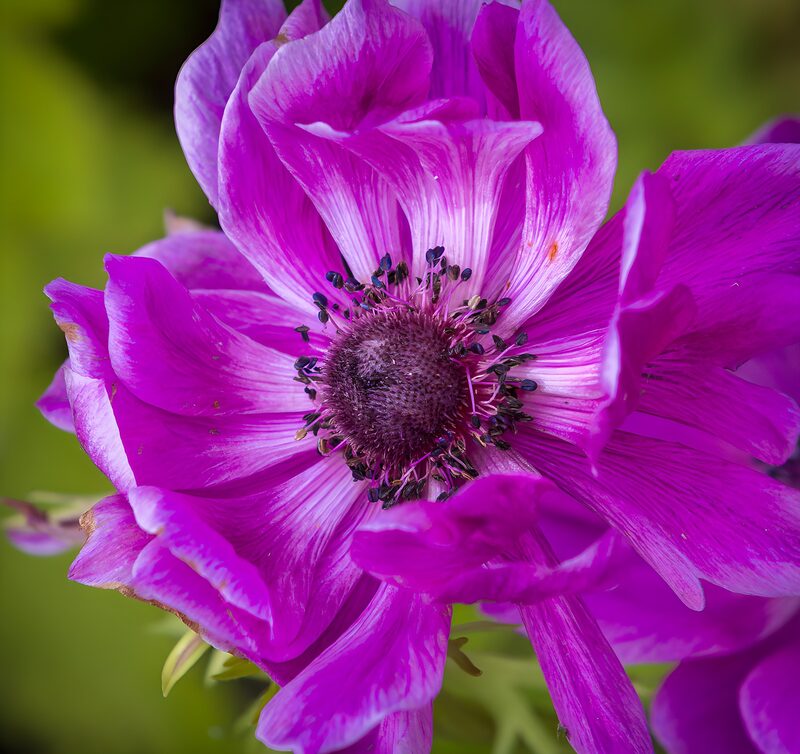 Vibrant Purple Anemone Bloom
