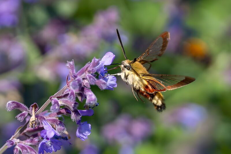 Hummingbird Moth Feeding on Purple Flowers