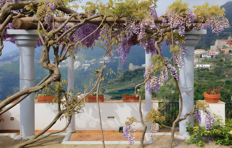 Blossoming Wisteria in a Scenic Pergola