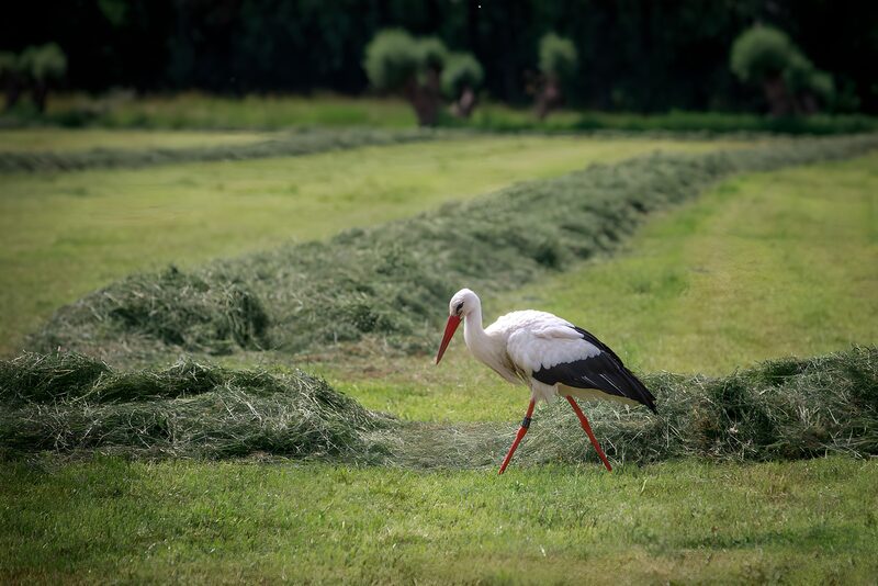 Stork Among Freshly Cut Grass