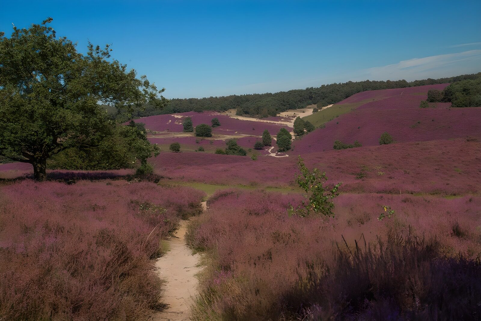 Endless Purple Heather Fields