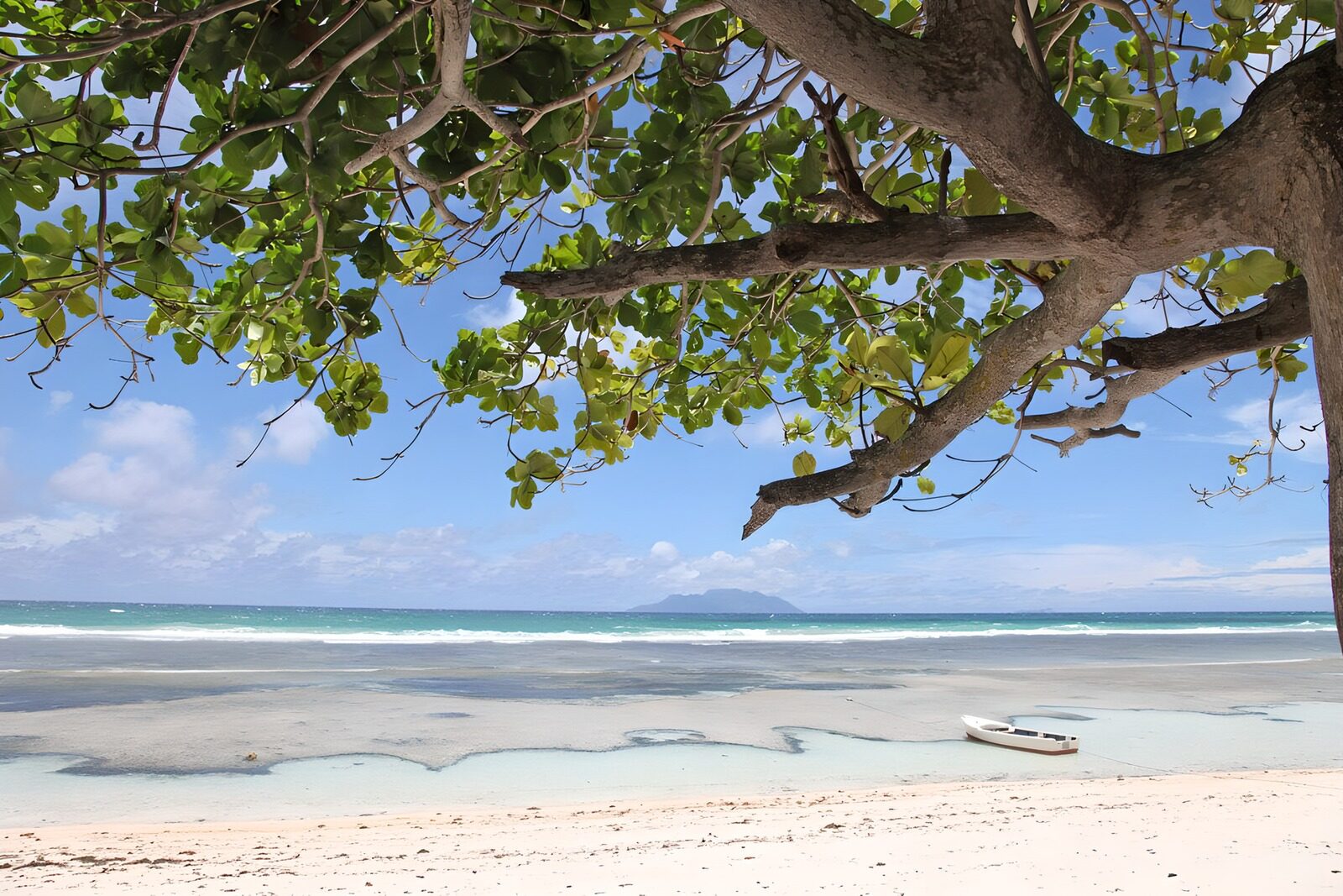 Serene Beachscape Under a Leafy Canopy
