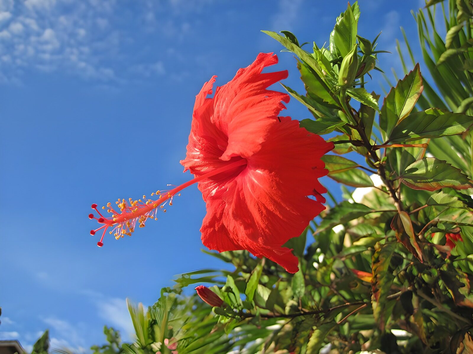 Vibrant Red Hibiscus Flower