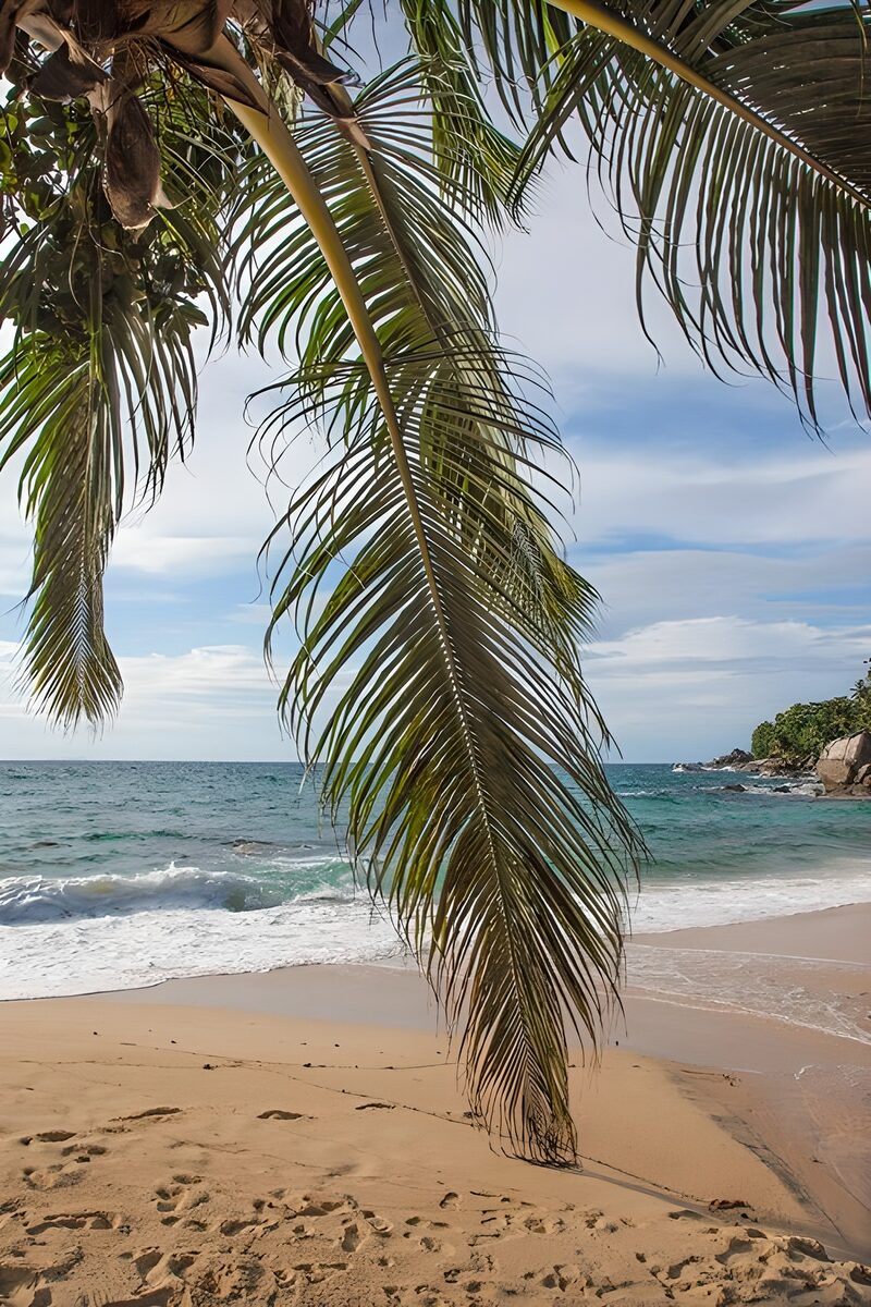 Serene Beach Bliss with Palm Fronds