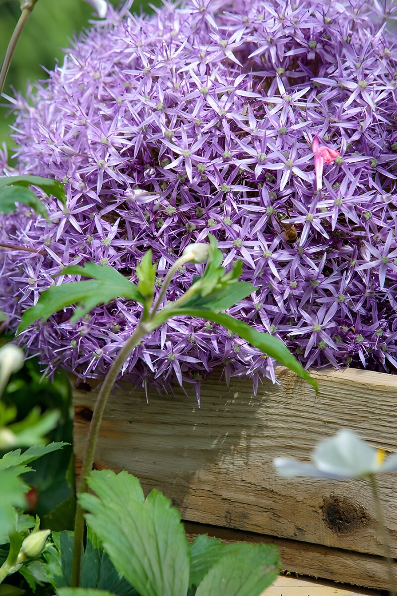 Vibrant Purple Flower Cluster