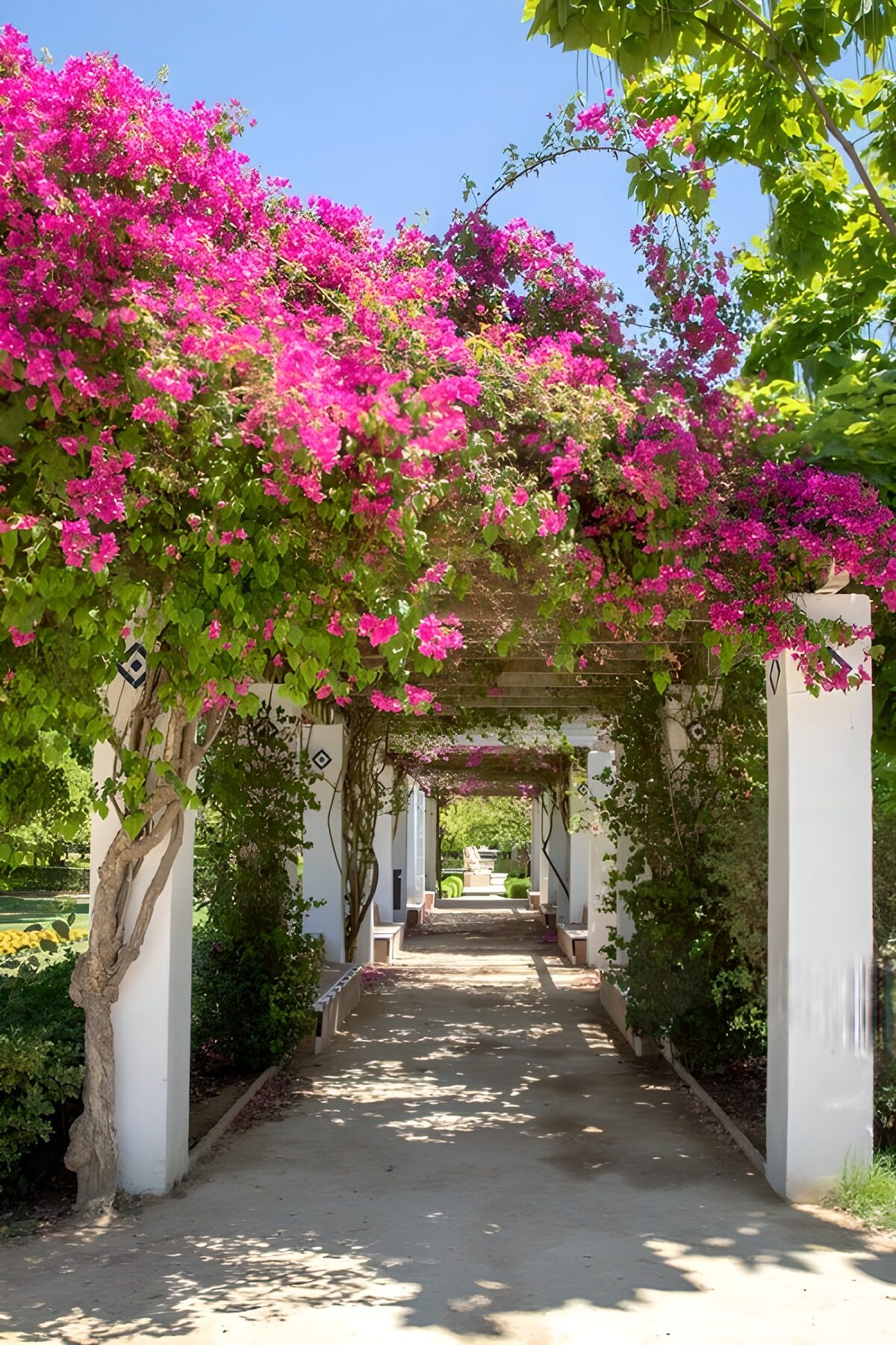 Blossoming Bougainvillea Pathway