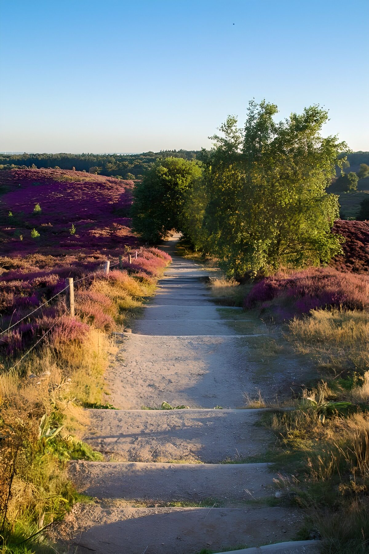 Scenic Path Through Purple Heather Fields