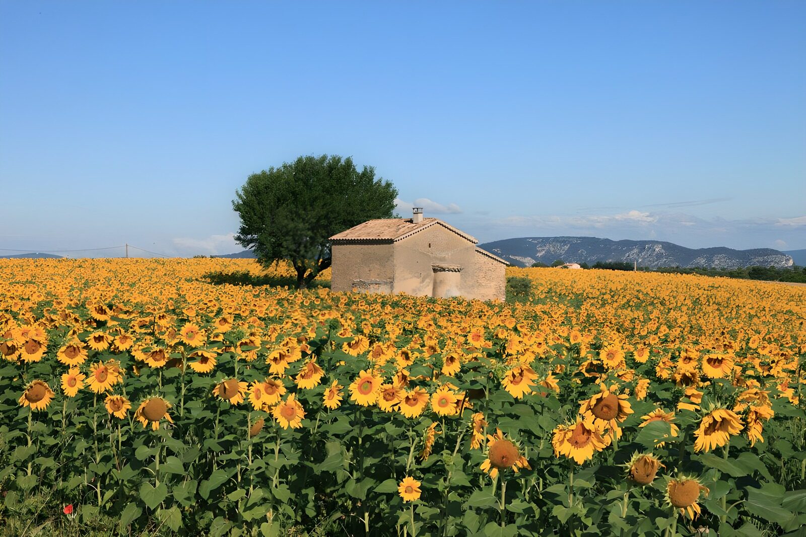 Sunflower Fields Under a Blue Sky