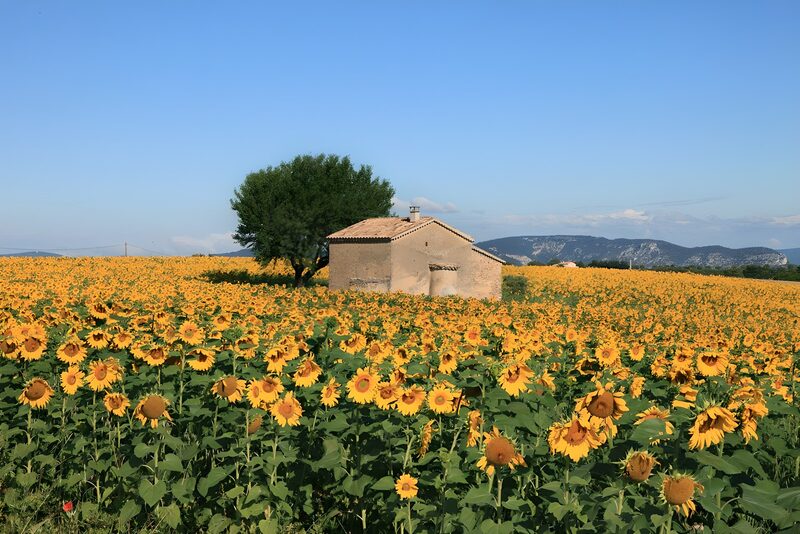 Sunflower Fields Under a Blue Sky