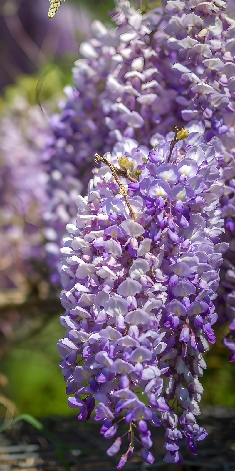 Blossoming Wisteria in Full Bloom
