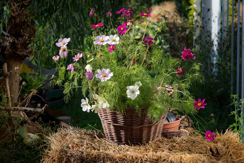 Vibrant Cosmos in a Wicker Basket