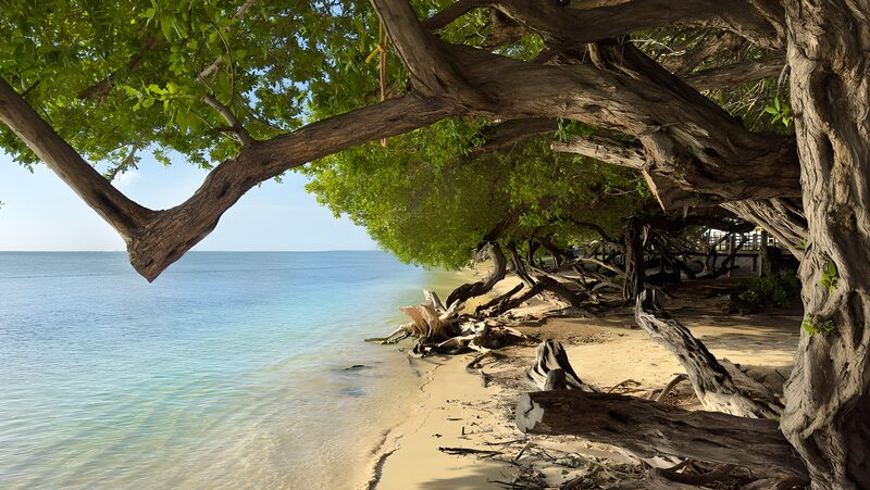 Serene Coastal Landscape with Overhanging Trees