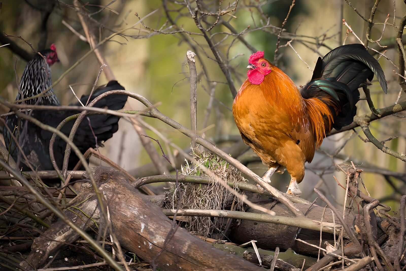 Majestic Rooster Amongst Twigs