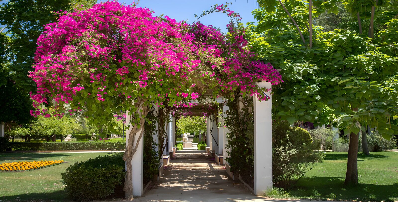 Blossoming Bougainvillea Pathway