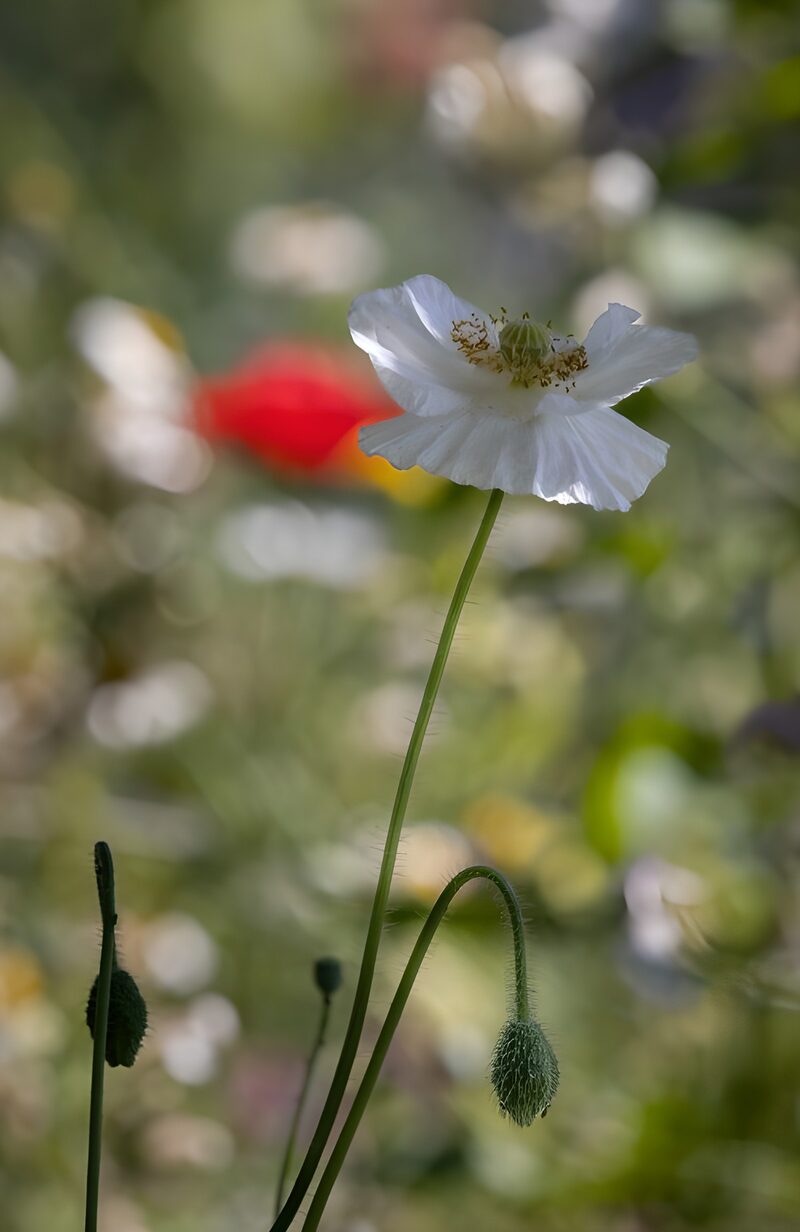 White Blossom in a Colorful Garden