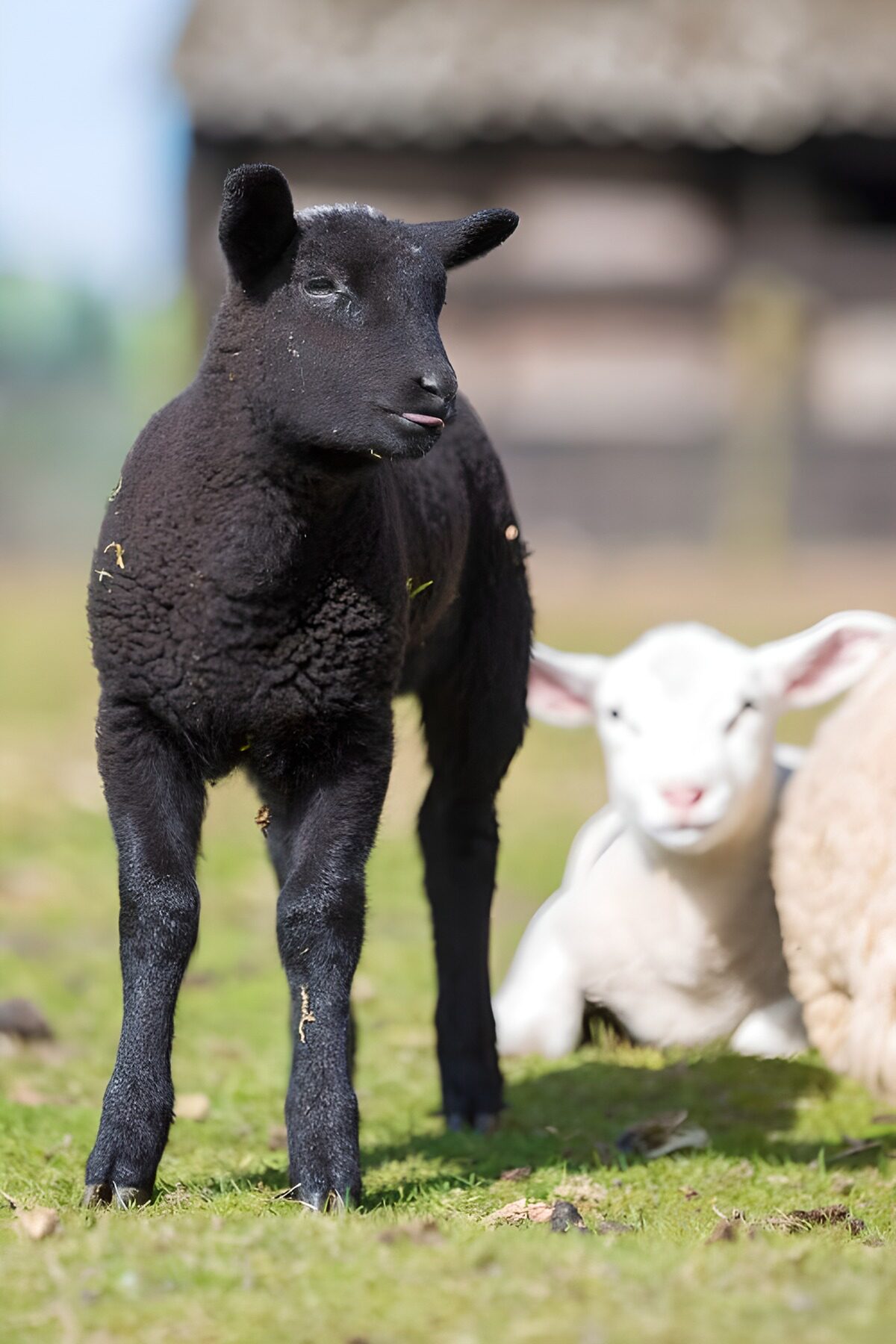 Playful Black Lamb in Pasture