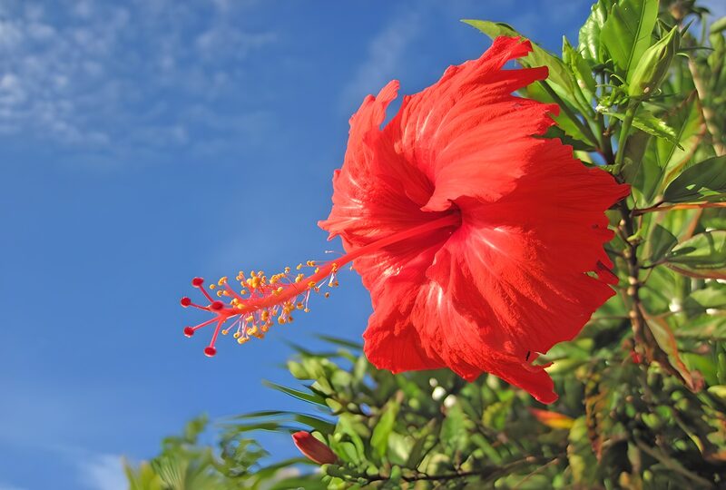 Vibrant Red Hibiscus Blossom