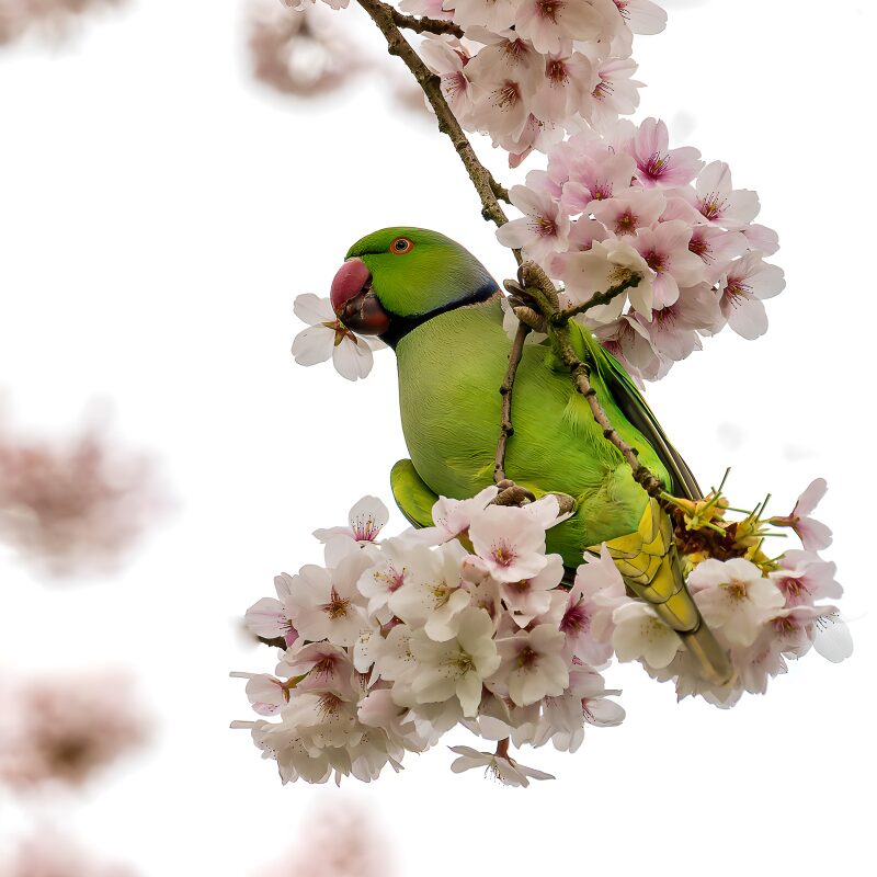 Parrot Among Cherry Blossoms