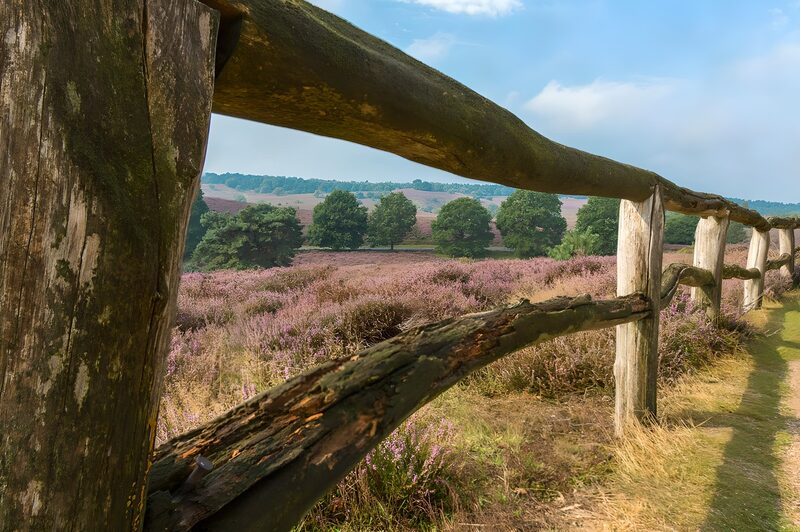 Serene Heather Landscape