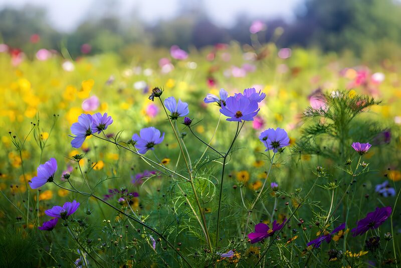 Vibrant Wildflower Meadow in Bloom