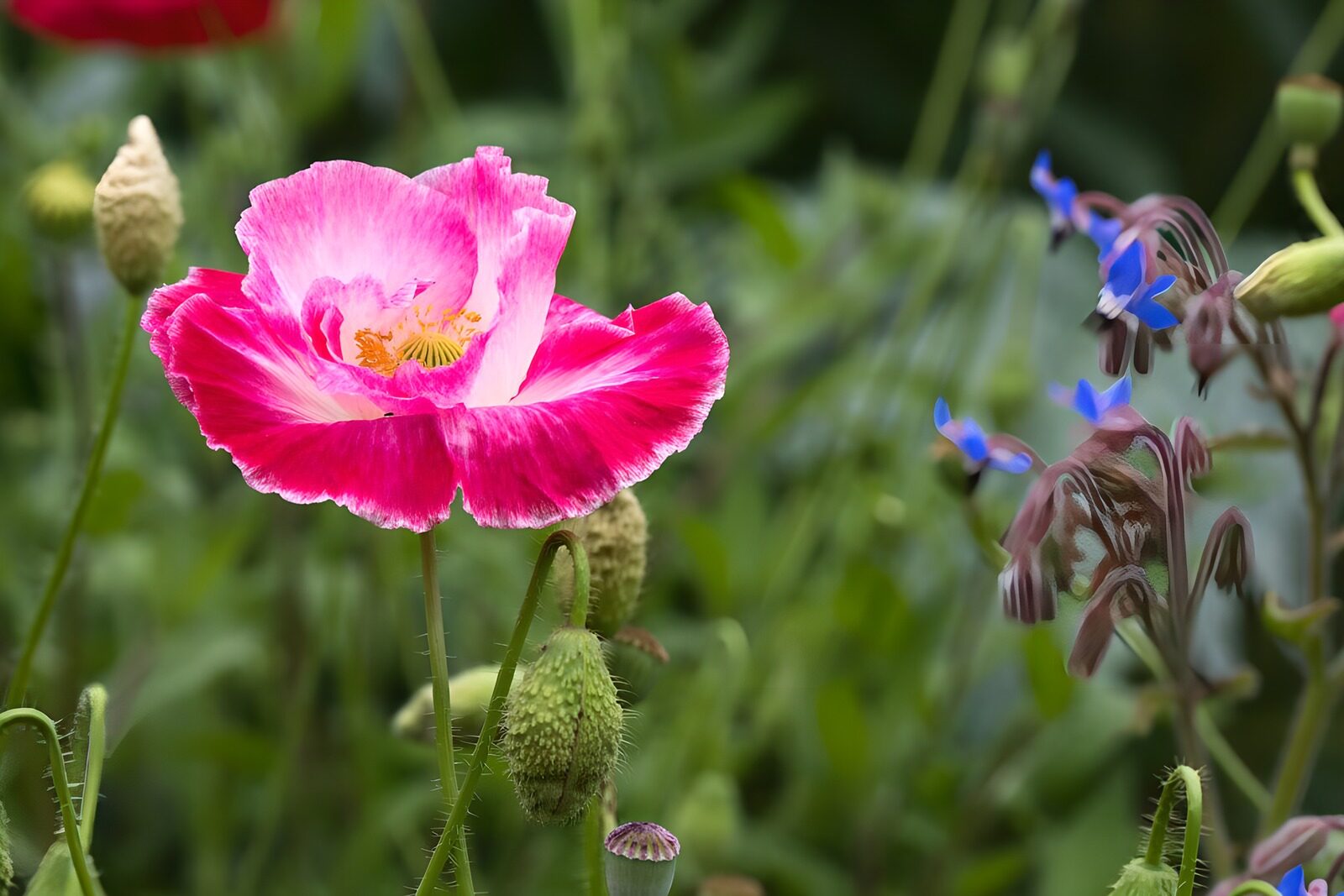 Vibrant Pink Poppy Amongst Greenery