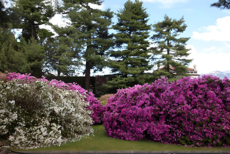 Vibrant Floral Landscape