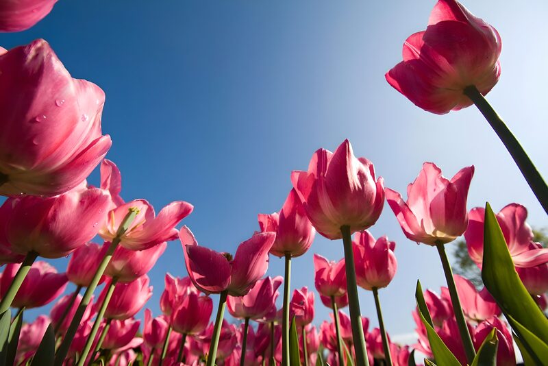 Pink Tulips Under a Clear Blue Sky