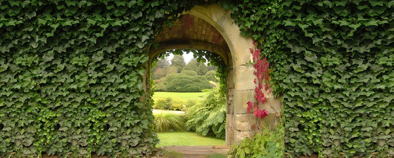 Archway Through Lush Ivy