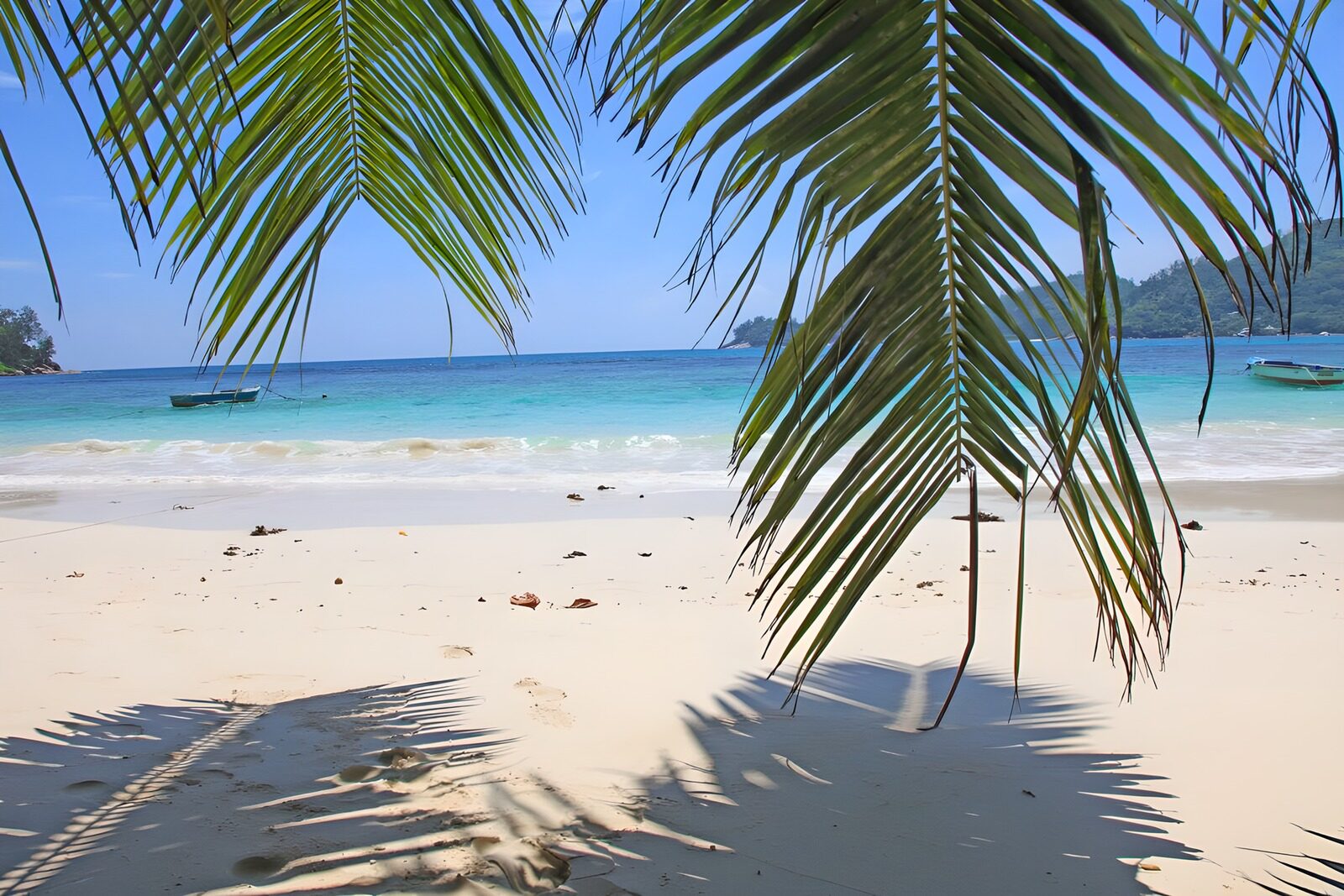 Tranquil Beach View through Palm Leaves