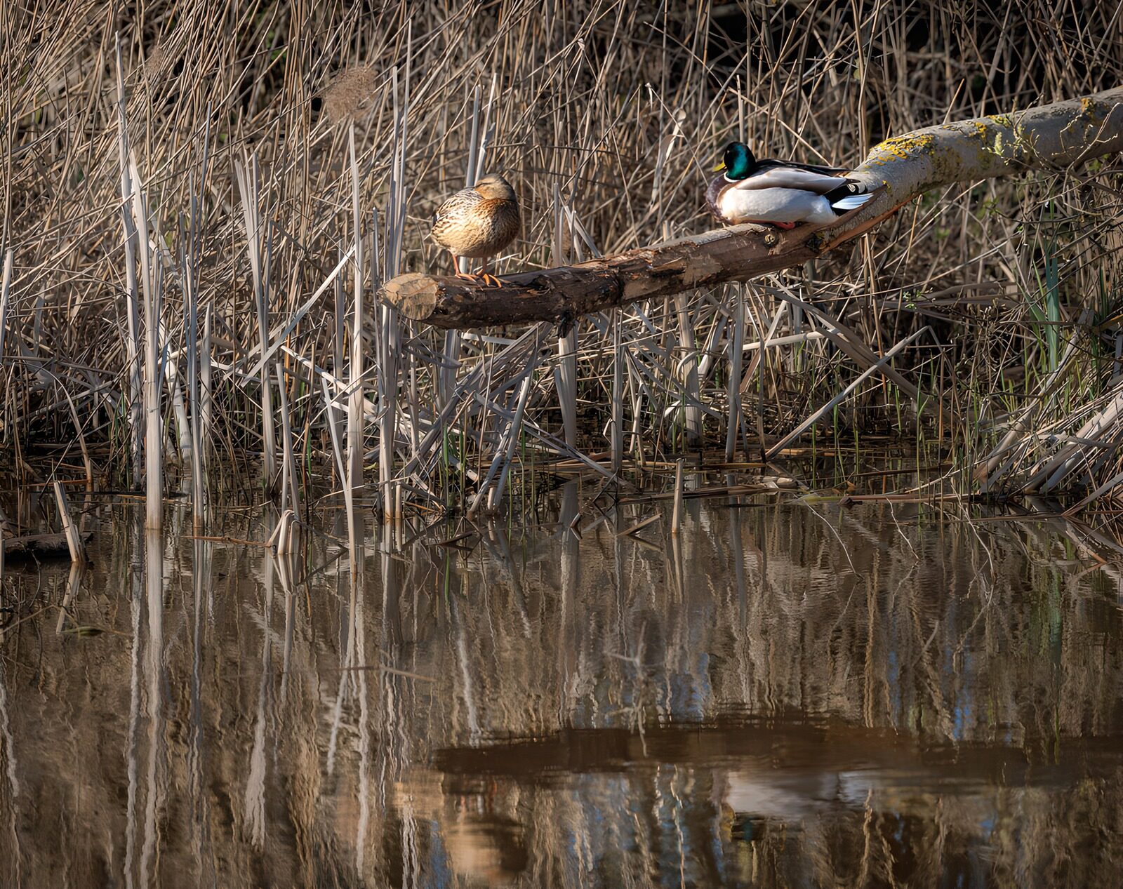 Ducks by the Tranquil Water