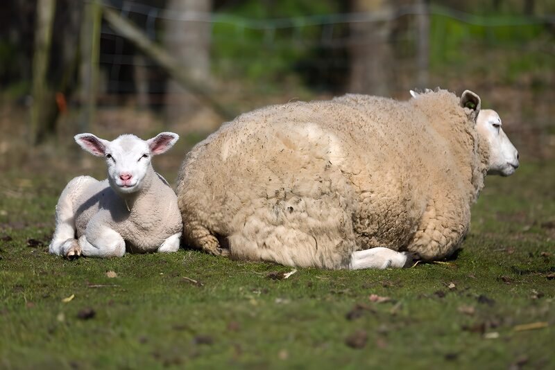Playful Lamb and Relaxing Sheep