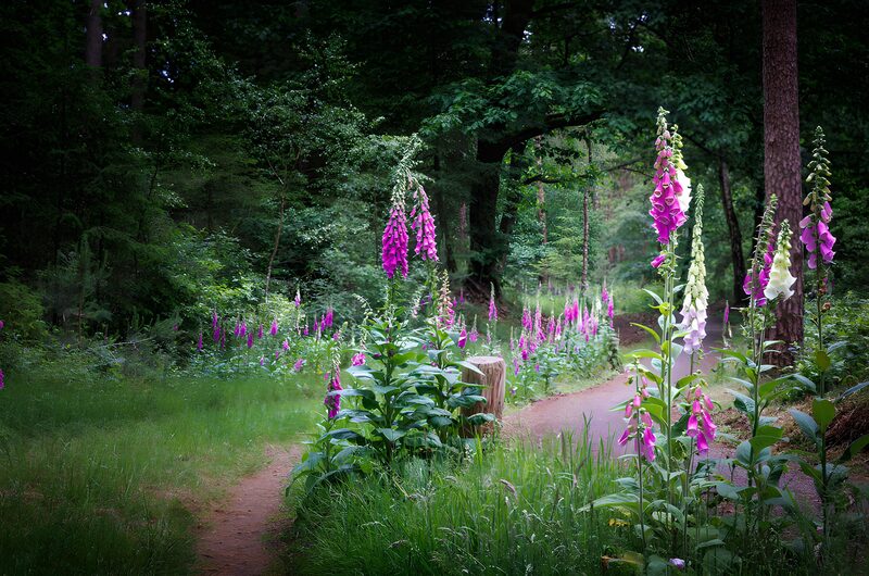 Enchanted Foxglove Forest Path