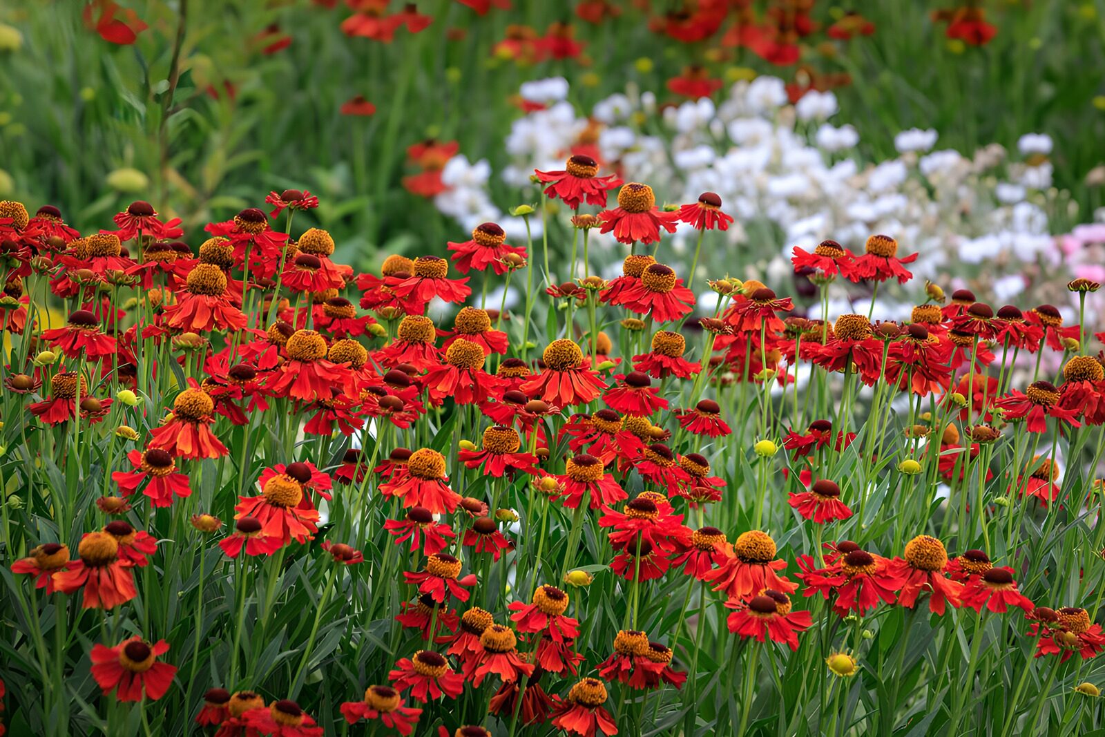 Vibrant Red Helenium Meadow