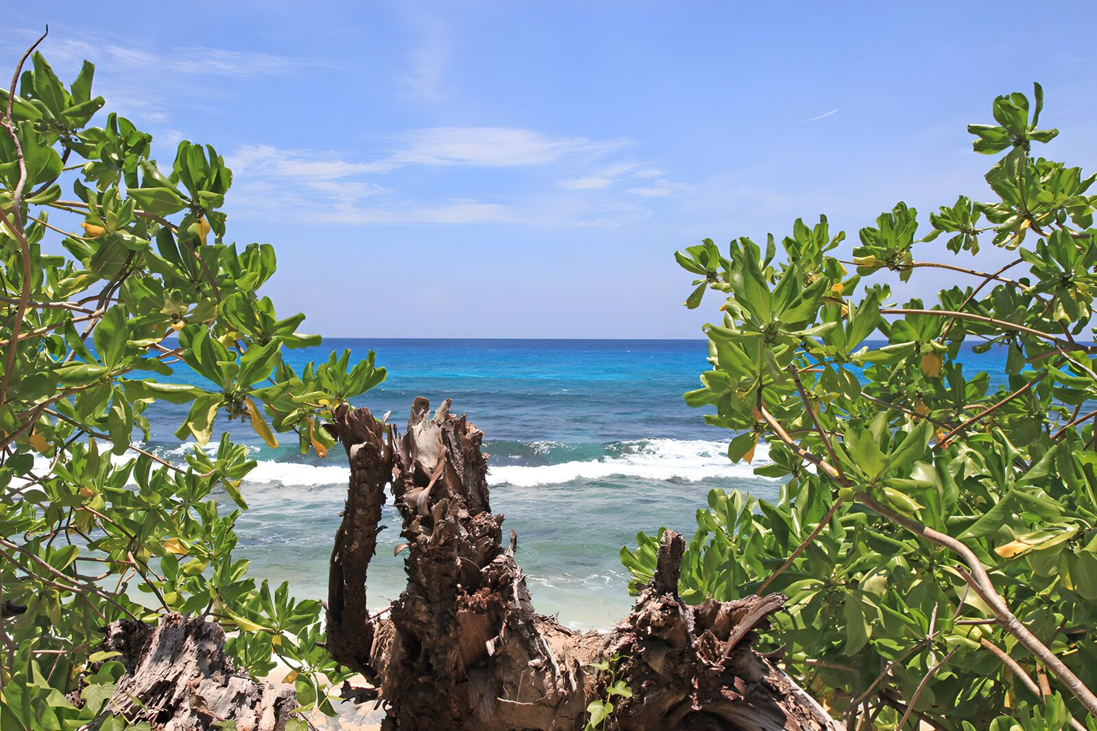 Serene Coastal View Through Lush Foliage