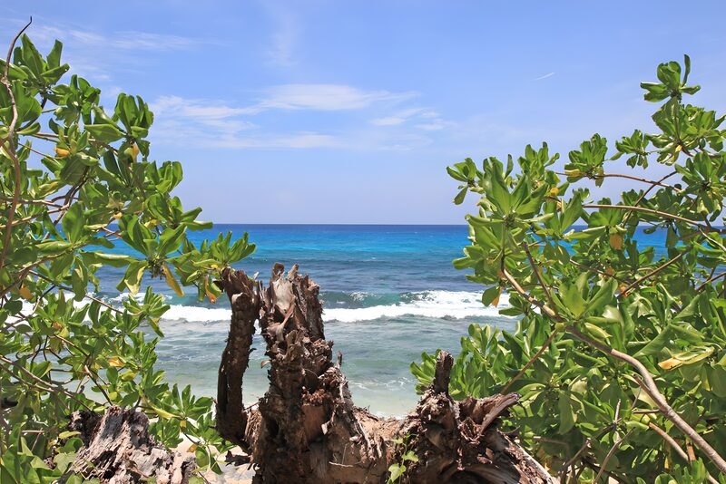 Serene Coastal View Through Lush Foliage