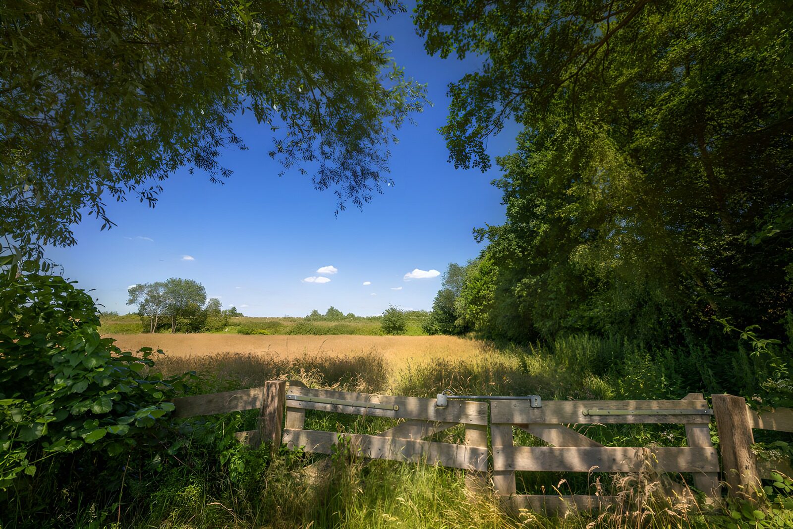 Serene Meadow Gate Under Blue Skies