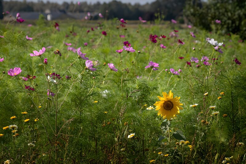 Vibrant Flower Field in Bloom