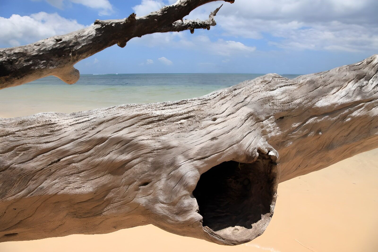Driftwood by the Serene Shore
