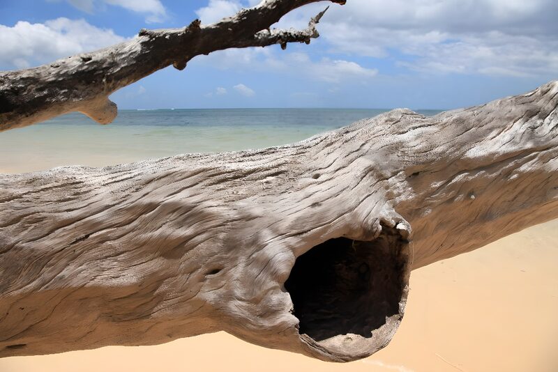 Driftwood by the Serene Shore