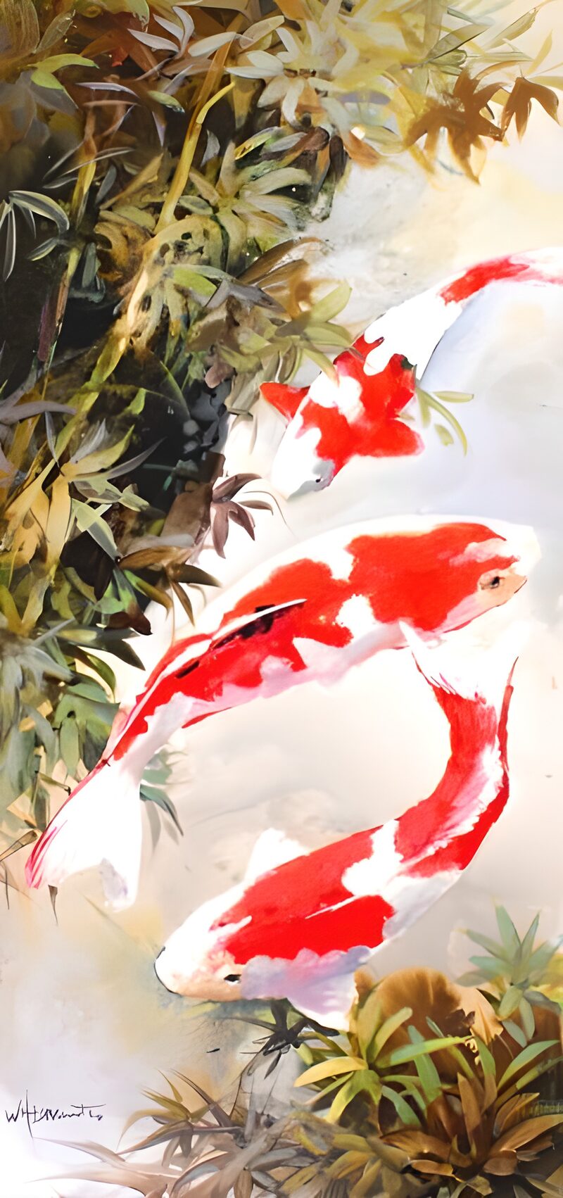 Graceful Koi in Tranquil Waters